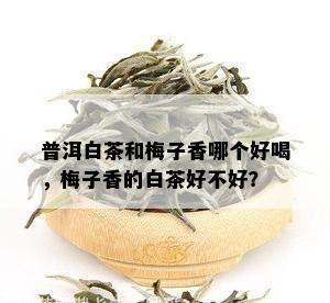 普洱白茶和梅子香哪个好喝，梅子香的白茶好不好？