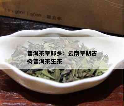 普洱茶章郎乡：云南章朗古树普洱茶生茶