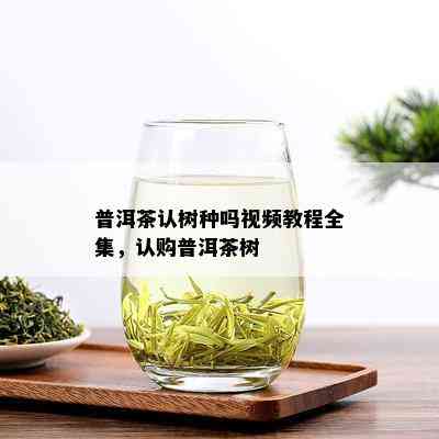 普洱茶认树种吗视频教程全集，认购普洱茶树