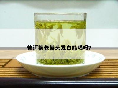 普洱茶老茶头发白能喝吗？