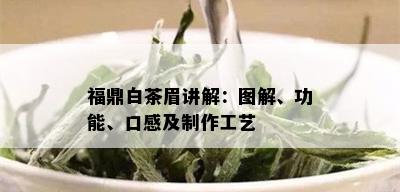 福鼎白茶眉讲解：图解、功能、口感及制作工艺