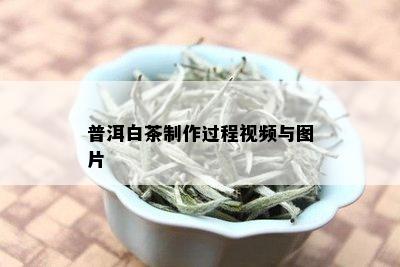 普洱白茶制作过程视频与图片