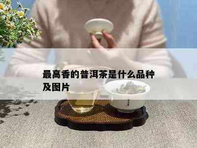 更高香的普洱茶是什么品种及图片