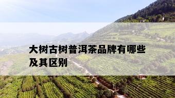 大树古树普洱茶品牌有哪些及其区别