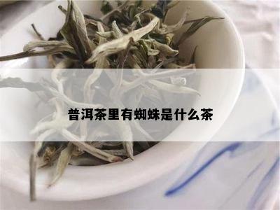 普洱茶里有蜘蛛是什么茶