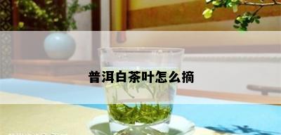 普洱白茶叶怎么摘