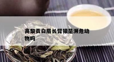 高黎贡白眉长臂猿是濒危动物吗