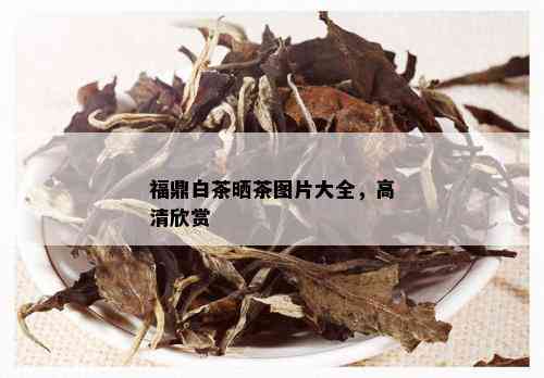 福鼎白茶晒茶图片大全，高清欣赏