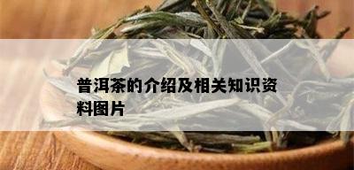 普洱茶的介绍及相关知识资料图片