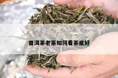 普洱茶老茶如何看茶底好