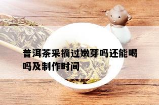 普洱茶采摘过嫩芽吗还能喝吗及制作时间