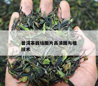 普洱茶栽培图片高清图与植技术