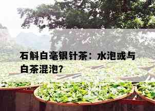 石斛白毫银针茶：水泡或与白茶混泡？