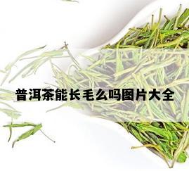 普洱茶能长毛么吗图片大全