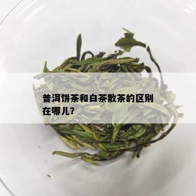 普洱饼茶和白茶散茶的区别在哪儿？