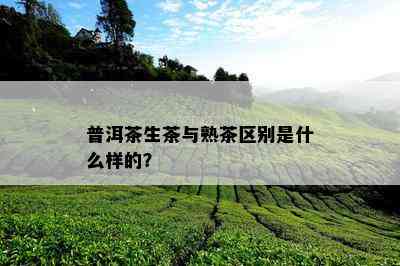 普洱茶生茶与熟茶区别是什么样的？