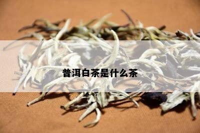 普洱白茶是什么茶