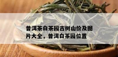 普洱茶白茶园古树山价及图片大全，普洱白茶园位置