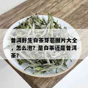 普洱野生白茶芽苞图片大全，怎么泡？是白茶还是普洱茶？