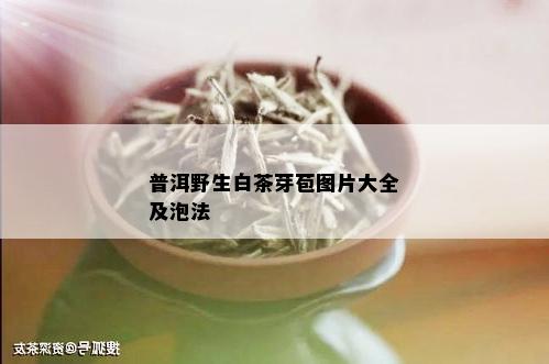 普洱野生白茶芽苞图片大全及泡法