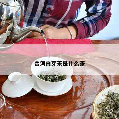 普洱白芽茶是什么茶