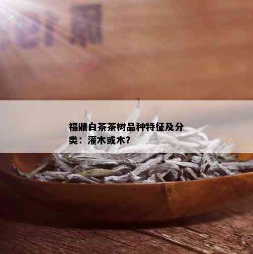 福鼎白茶茶树品种特征及分类：灌木或木？