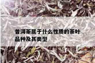 普洱茶属于什么性质的茶叶品种及其类型