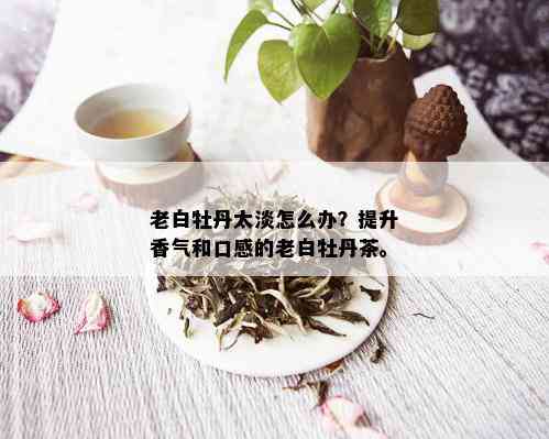 老白牡丹太淡怎么办？提升香气和口感的老白牡丹茶。