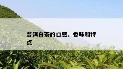 普洱白茶的口感、香味和特点