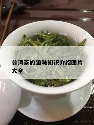 普洱茶的趣味知识介绍图片大全