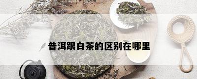 普洱跟白茶的区别在哪里