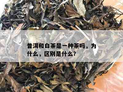 普洱和白茶是一种茶吗，为什么，区别是什么？