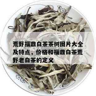 荒野福鼎白茶茶树图片大全及特点，价格和福鼎白茶荒野老白茶的定义