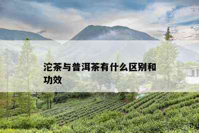 沱茶与普洱茶有什么区别和功效