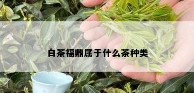 白茶福鼎属于什么茶种类