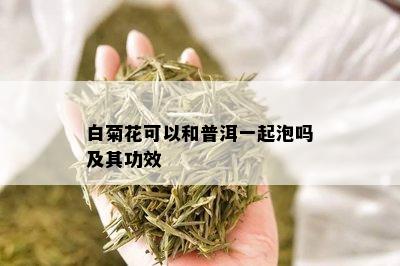 白菊花可以和普洱一起泡吗及其功效