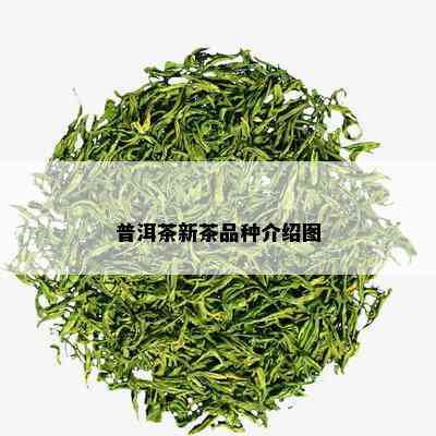 普洱茶新茶品种介绍图