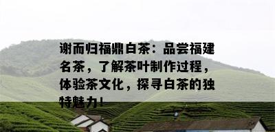 谢而归福鼎白茶：品尝福建名茶，了解茶叶制作过程，体验茶文化，探寻白茶的独特魅力！