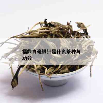 福鼎白毫银针是什么茶种与功效