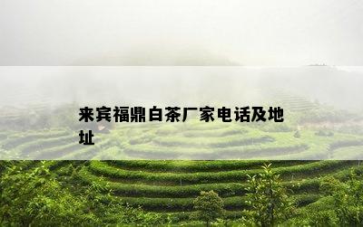 来宾福鼎白茶厂家电话及地址