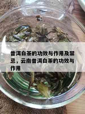 普洱白茶的功效与作用及禁忌，云南普洱白茶的功效与作用