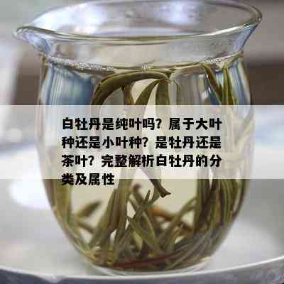 白牡丹是纯叶吗？属于大叶种还是小叶种？是牡丹还是茶叶？完整解析白牡丹的分类及属性