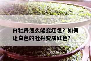 白牡丹怎么能变红色？如何让白色的牡丹变成红色？