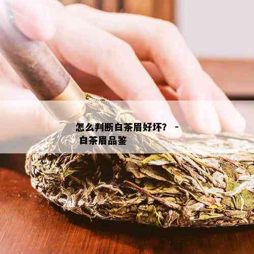 怎么判断白茶眉好坏？ - 白茶眉品鉴