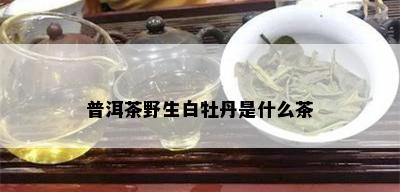 普洱茶野生白牡丹是什么茶