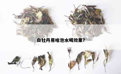 白牡丹用啥泡水喝效果？