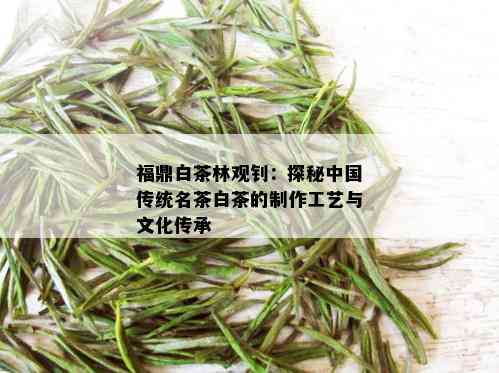 福鼎白茶林观钊：探秘中国传统名茶白茶的制作工艺与文化传承