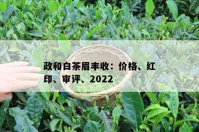 政和白茶眉丰收：价格、红印、审评、2022