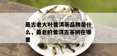 最古老大叶普洱茶品牌是什么，最老的普洱古茶树在哪里