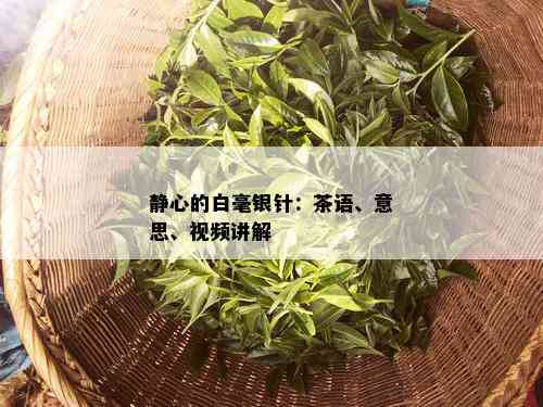 静心的白毫银针：茶语、意思、视频讲解